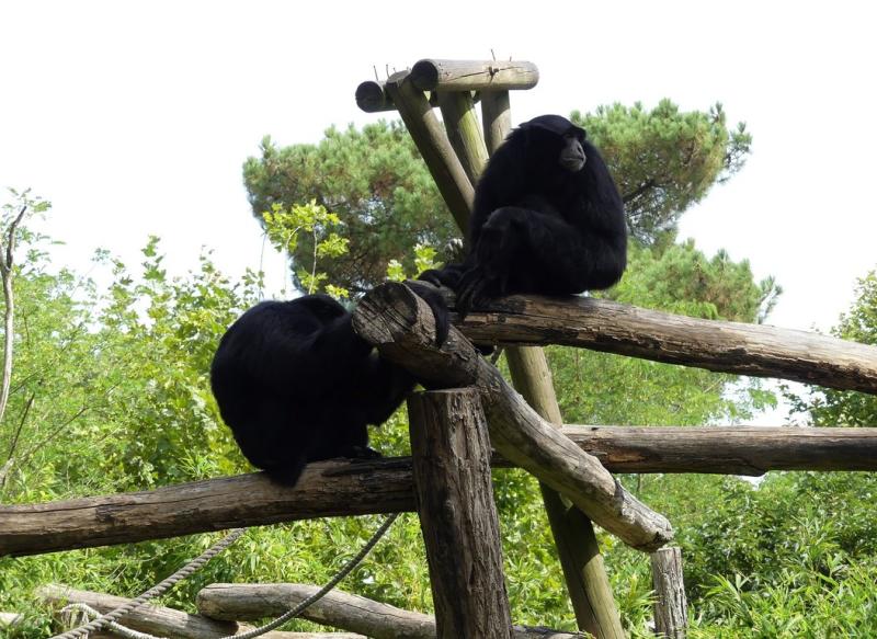Siamang