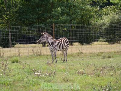 Zébre  de Grant - 2010