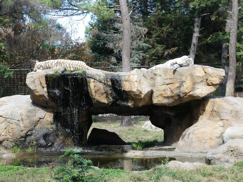 Tigre blanc