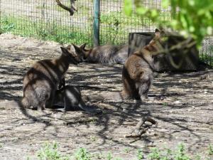 Wallaby de Bennett