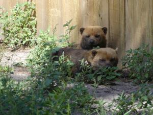 Chien des buissons