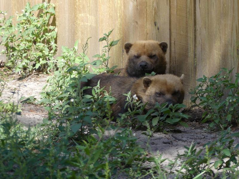 Chien des buissons