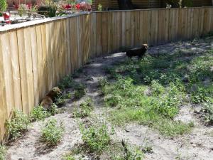 Chien des buissons