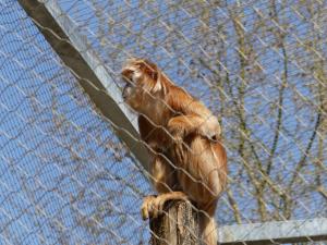 Langur de Java
