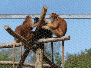 Langur de Java