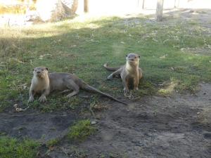 Loutre à peau lisse