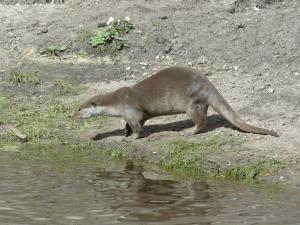 Loutre à peau lisse