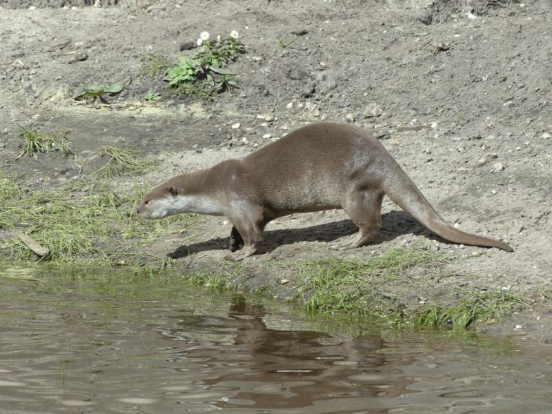Loutre à peau lisse