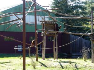 Orang de Bornéo - Gibbon lar