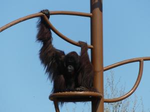 Orang-outan de Bornéo