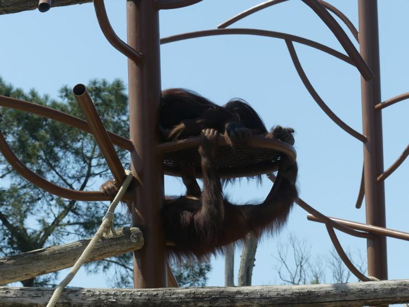 Orang-outan de Bornéo