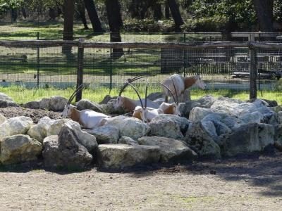 Oryx algazelle - 2022