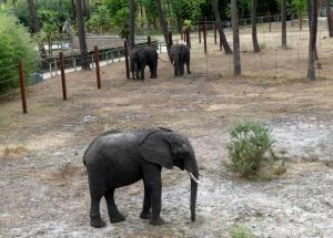 Eléphant d'Afrique