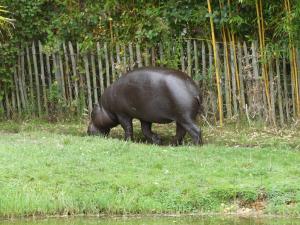 Hippopotame pygmée