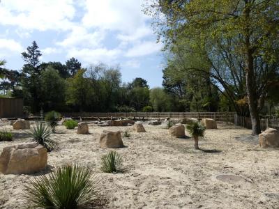 Manchot de Humboldt - 2022