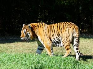 Tigre