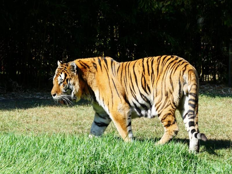 Tigre