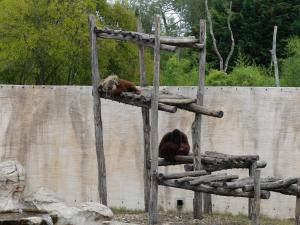 Orang-outan de Bornéo