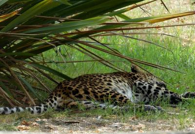 Panthère du Sri Lanka - 2022