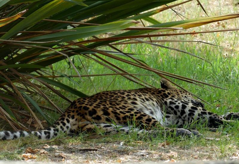 Panthère du Sri Lanka