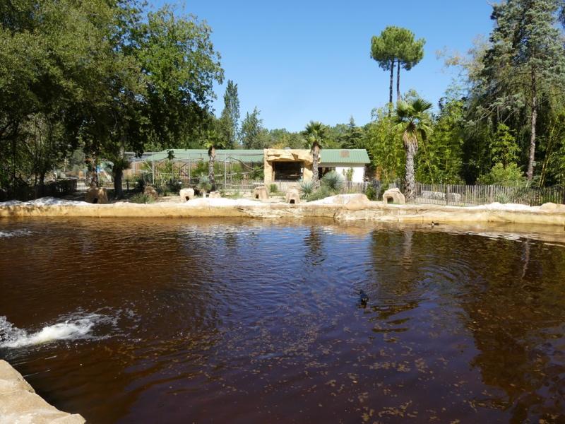 Manchot de Humboldt
