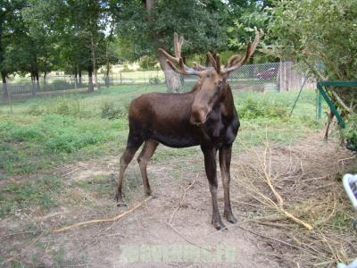 Elan du Canada - 2010