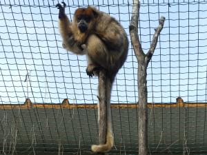 Singe hurleur