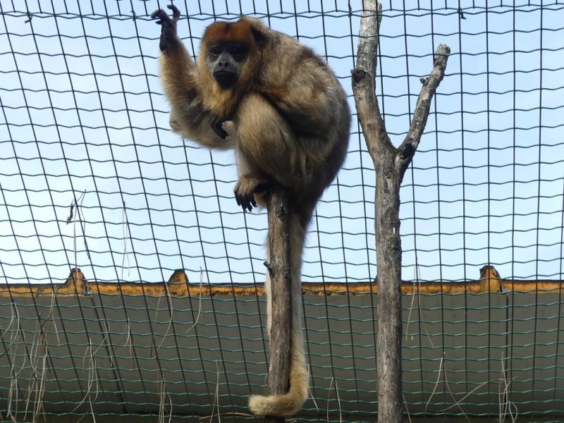 Singe hurleur