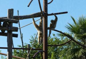 Gibbon lar