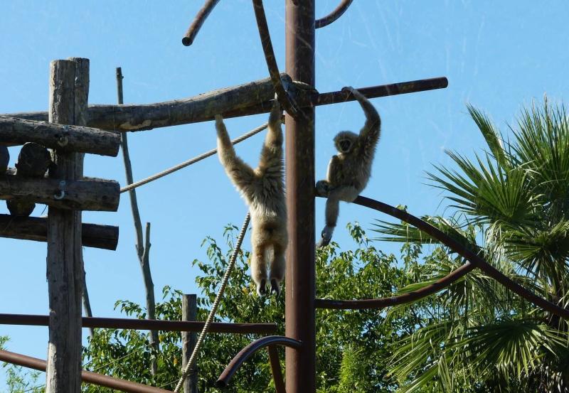 Gibbon lar
