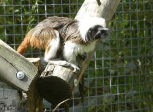 Tamarin pinché