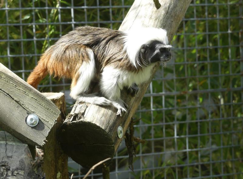 Tamarin pinché