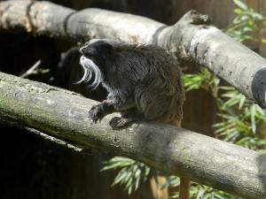 Tamarin empereur