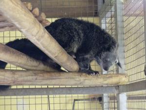 Binturong