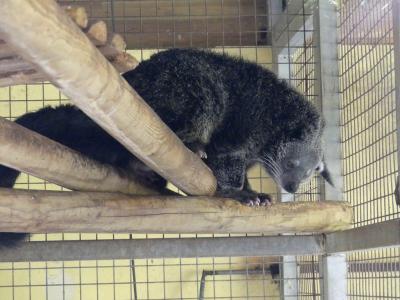 Binturong - 2022