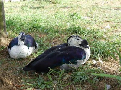 Canard à bosse - 2022