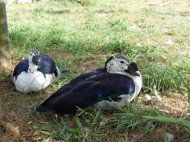 Canard à bosse