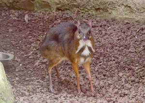 Cerf souris