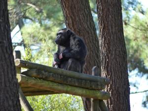 Chimpanzé