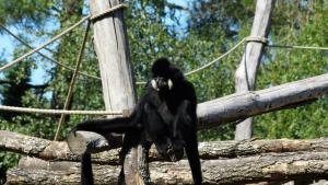 Gibbon à favoris blancs