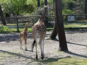 Girafe