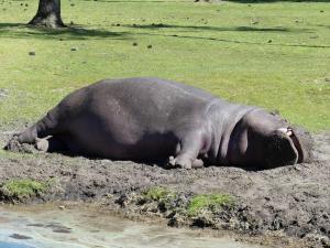 Hippopotame amphibie