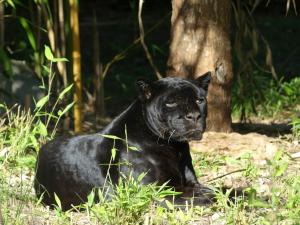 Jaguar