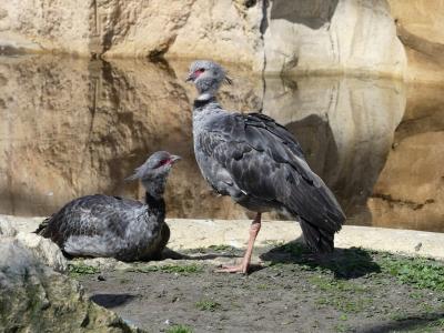 Kamichi à collier - 2022