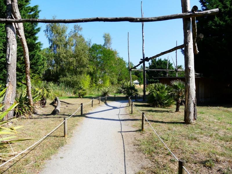 Lémuriens