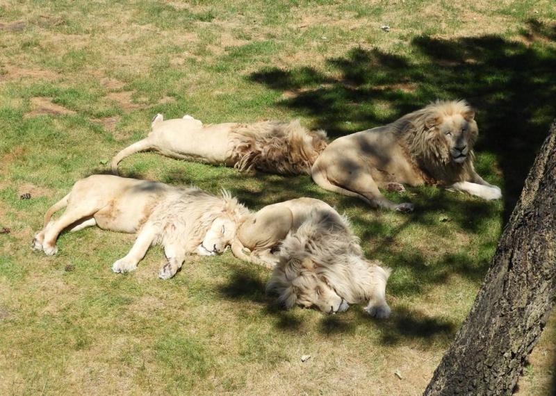 Lion blanc