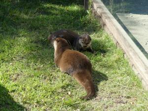 Loutre d'Asie