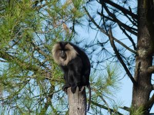 Macaque ouandérou