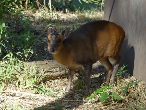 Muntjac de Reeve
