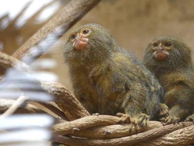 Ouistiti pygmée - 2022